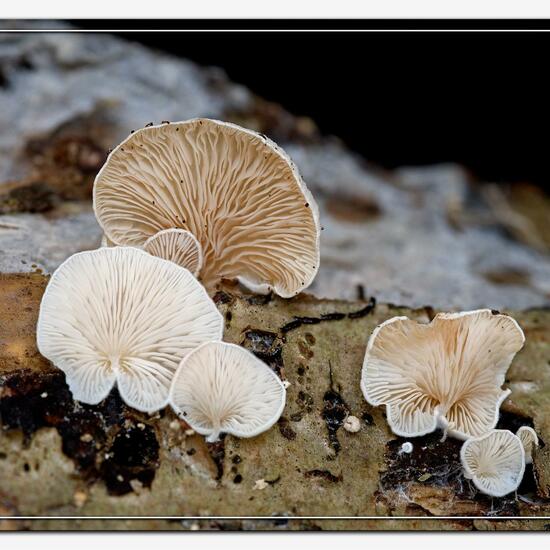 Crepidotus variabilis: Mushroom in habitat Natural in the NatureSpots App