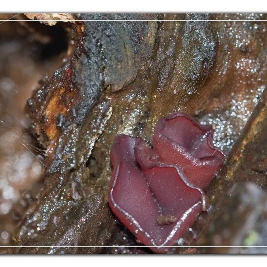 Ascocoryne sarcoides: Pilz im Habitat Strasse/Verkehr in der NatureSpots App