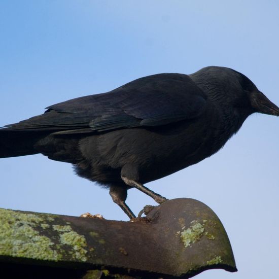 Buchfink: Tier im Habitat Garten in der NatureSpots App