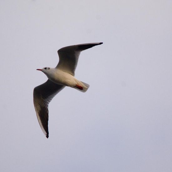 Black-headed Gull: Animal in habitat Garden in the NatureSpots App