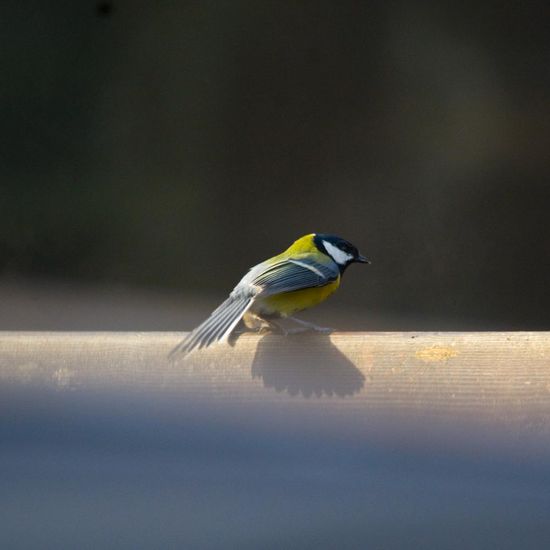 Kohlmeise: Tier im Habitat Garten in der NatureSpots App