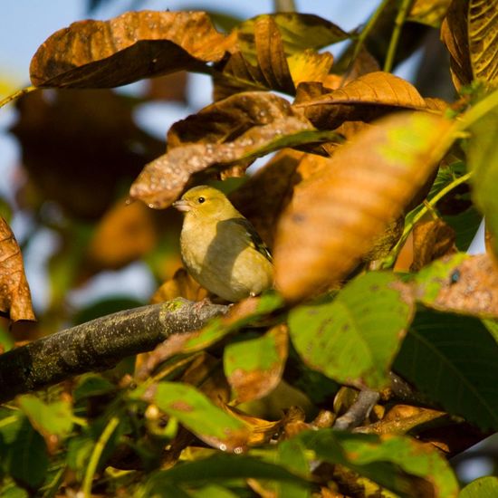 Buchfink: Tier im Habitat Garten in der NatureSpots App