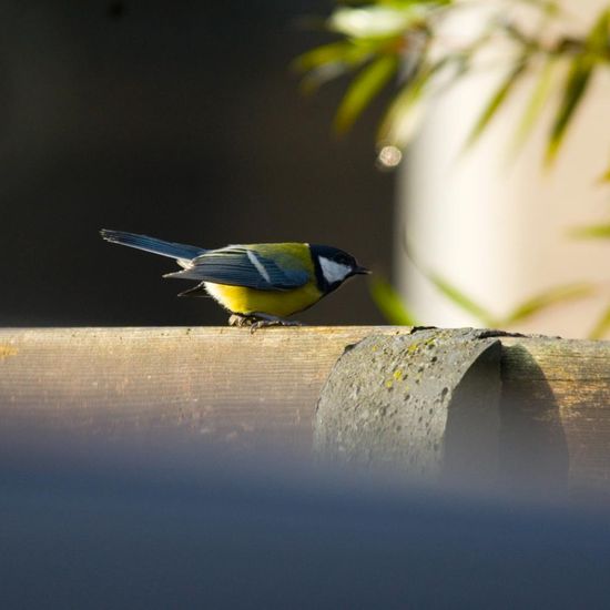 Kohlmeise: Tier im Habitat Garten in der NatureSpots App