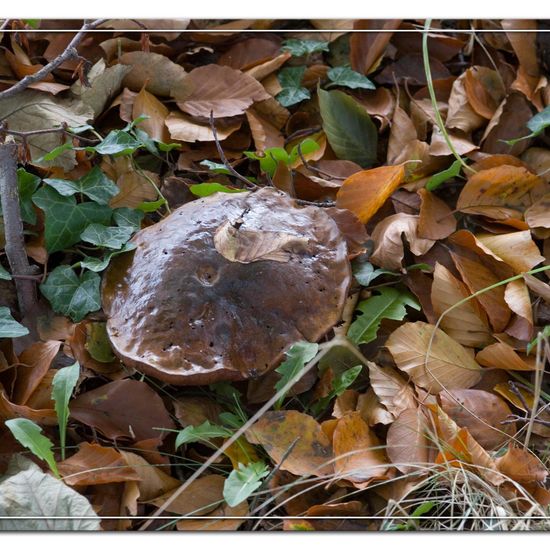 Boletus edulis: Mushroom in habitat Natural in the NatureSpots App