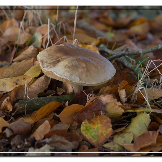 Boletus edulis: Mushroom in habitat Natural in the NatureSpots App