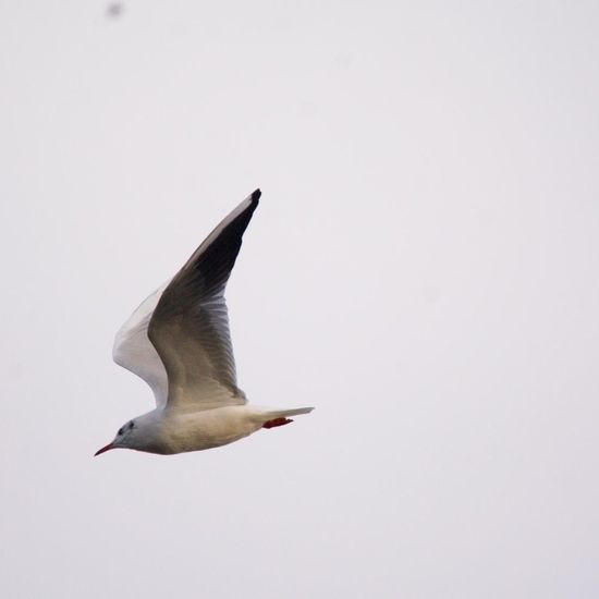 Black-headed Gull: Animal in habitat Garden in the NatureSpots App