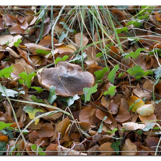 Boletus edulis: Mushroom in habitat Natural in the NatureSpots App