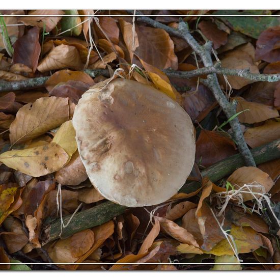 Boletus edulis: Mushroom in habitat Natural in the NatureSpots App