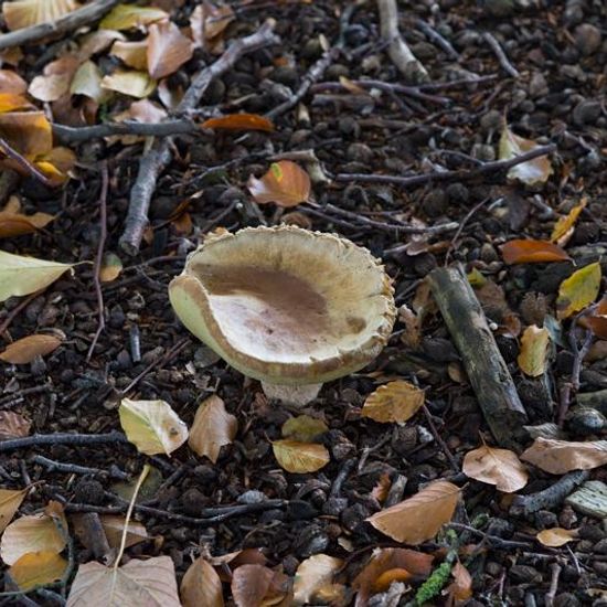 Gemeiner Steinpilz: Pilz im Habitat Andere Habitate in der NatureSpots App