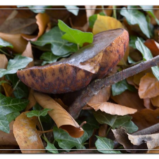 Gemeiner Steinpilz: Pilz im Habitat Andere Habitate in der NatureSpots App