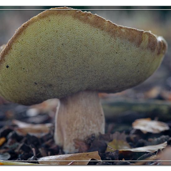 Boletus edulis: Mushroom in habitat Natural in the NatureSpots App