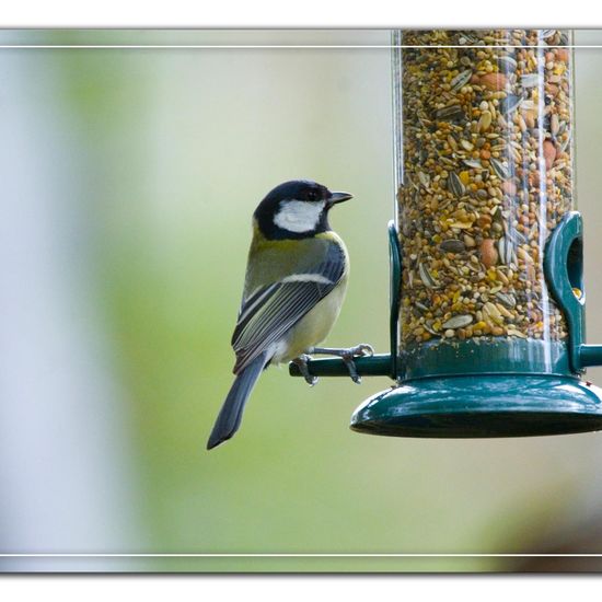 Great Tit: Animal in habitat Backyard in the NatureSpots App