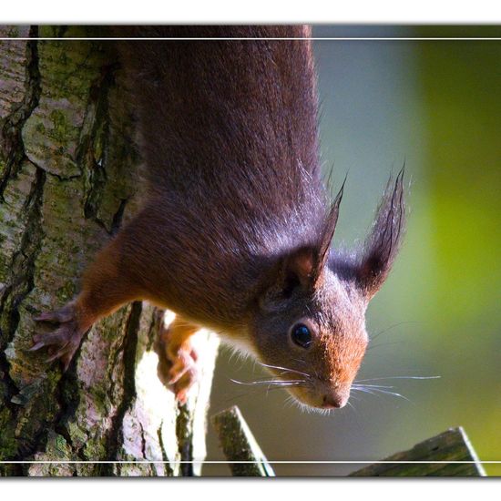 Eurasisches Eichhörnchen: Tier im Habitat Hinterhof in der NatureSpots App