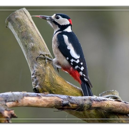 Great Spotted Woodpecker: Animal in habitat Backyard in the NatureSpots App