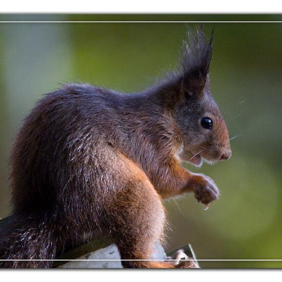 Red squirrel: Animal in habitat Backyard in the NatureSpots App