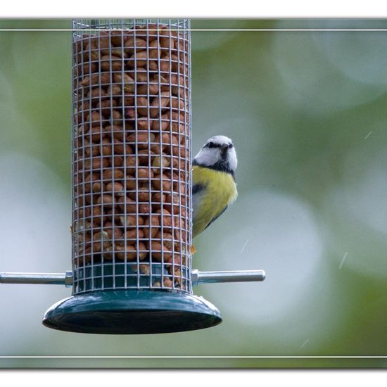 Blaumeise: Tier im Habitat Hinterhof in der NatureSpots App