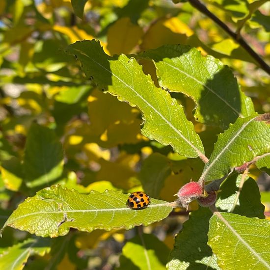 Harmonia axyridis: Animal in habitat Garden in the NatureSpots App