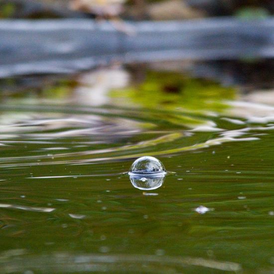 Landschaft: Stadt und Garten im Habitat Hinterhof in der NatureSpots App