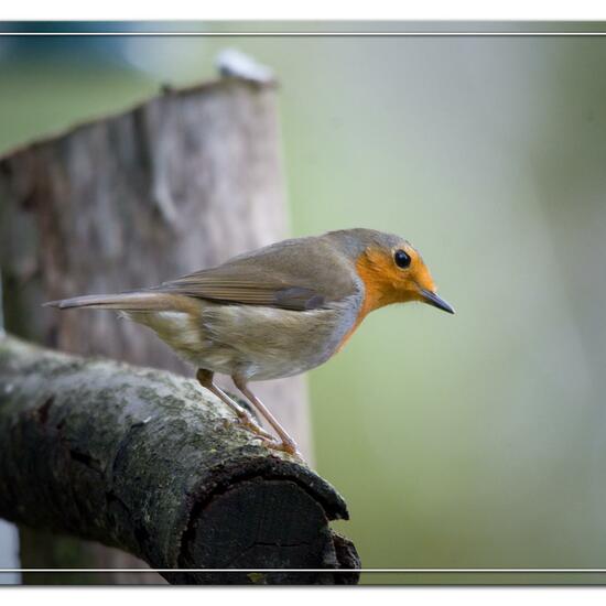 European robin: Animal in habitat Backyard in the NatureSpots App