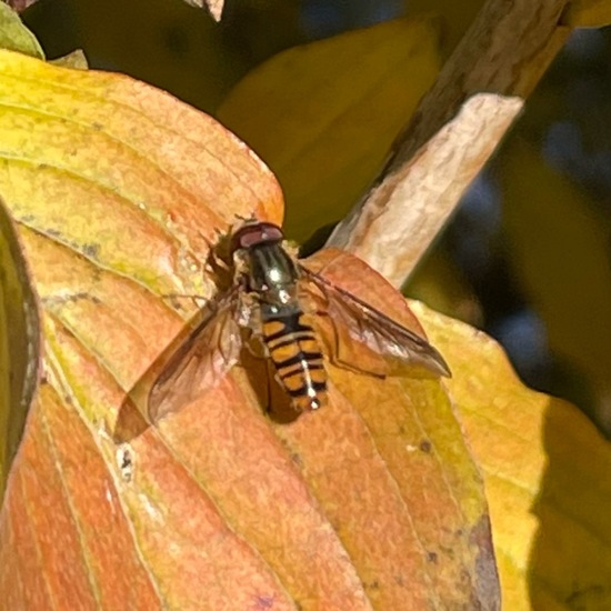 Hainschwebfliege: Tier im Habitat Garten in der NatureSpots App