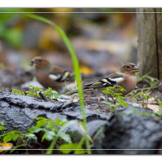 Common Chaffinch: Animal in nature in the NatureSpots App