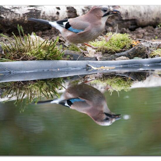Eurasian Jay: Animal in nature in the NatureSpots App