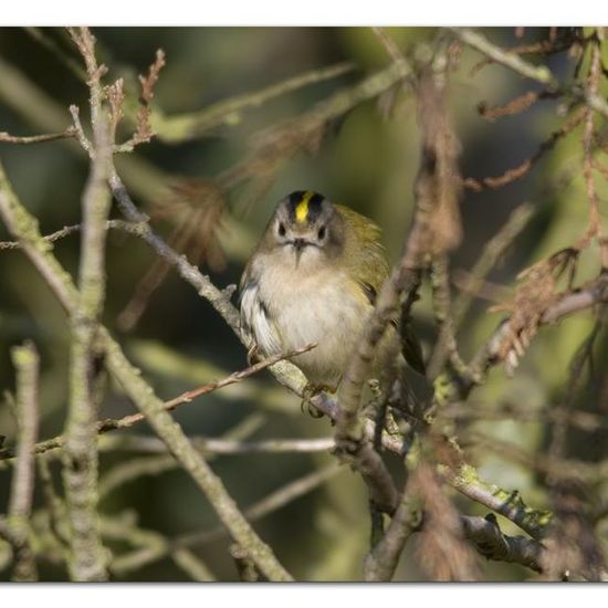 Wintergoldhähnchen: Tier in der Natur in der NatureSpots App