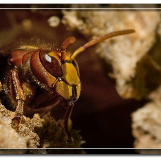 European hornet: Animal in habitat Boreal forest in the NatureSpots App