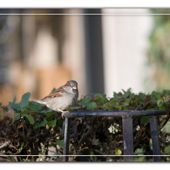 House Sparrow: Animal in habitat Garden in the NatureSpots App