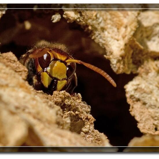 European hornet: Animal in habitat Boreal forest in the NatureSpots App