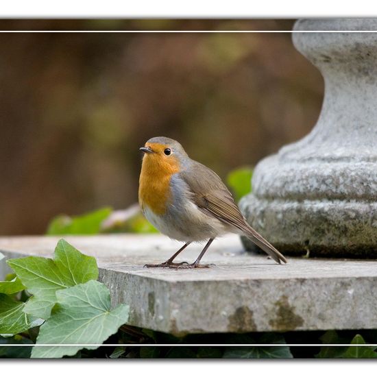 Rotkehlchen: Tier im Habitat Garten in der NatureSpots App