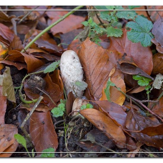 Schopf-Tintling: Pilz im Habitat Andere Habitate in der NatureSpots App