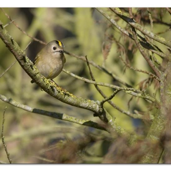 Wintergoldhähnchen: Tier in der Natur in der NatureSpots App