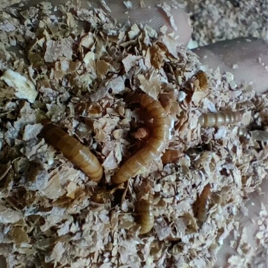 Mealworm: Animal in habitat Living space or Indoor in the NatureSpots App