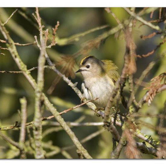 Wintergoldhähnchen: Tier in der Natur in der NatureSpots App