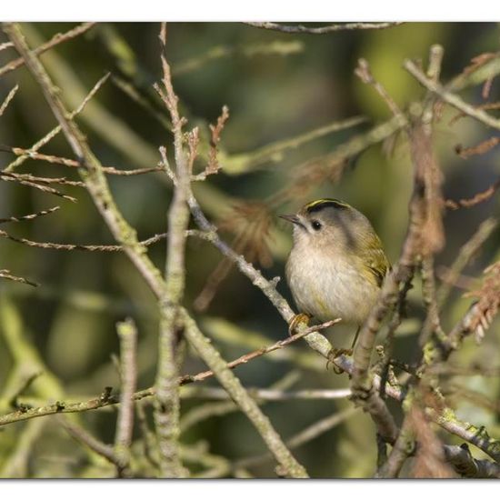 Wintergoldhähnchen: Tier in der Natur in der NatureSpots App