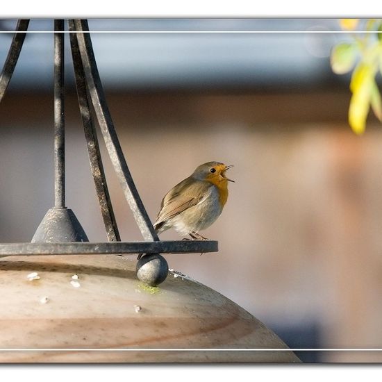 Rotkehlchen: Tier im Habitat Garten in der NatureSpots App