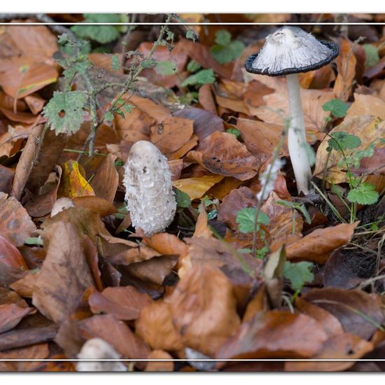 Schopf-Tintling: Pilz im Habitat Andere Habitate in der NatureSpots App