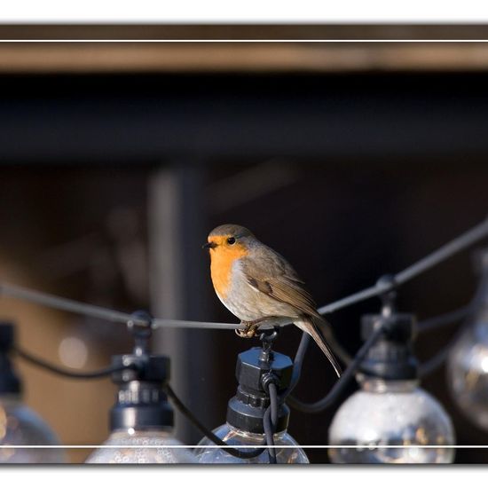 European robin: Animal in habitat Garden in the NatureSpots App