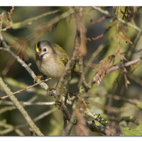 Wintergoldhähnchen: Tier in der Natur in der NatureSpots App