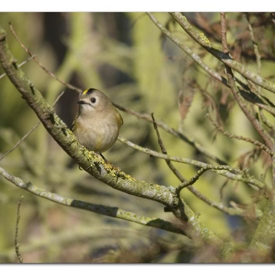 Wintergoldhähnchen: Tier in der Natur in der NatureSpots App