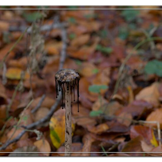 Boletus edulis: Mushroom in habitat Natural in the NatureSpots App