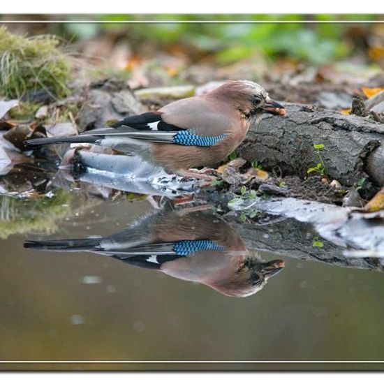 Eurasian Jay: Animal in habitat Backyard in the NatureSpots App