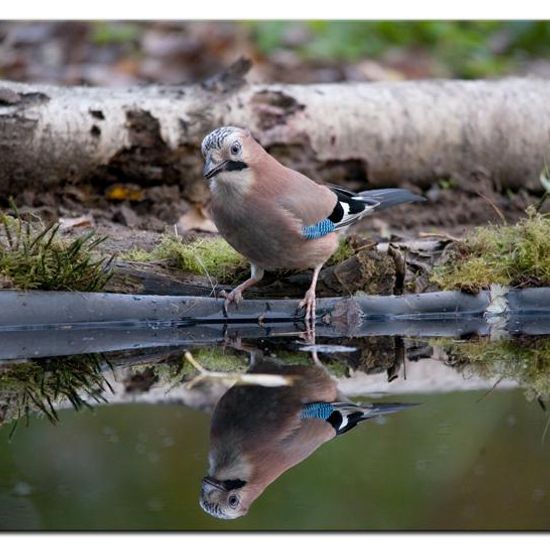 Eurasian Jay: Animal in habitat Backyard in the NatureSpots App