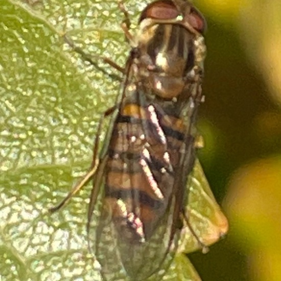 Hainschwebfliege: Tier im Habitat Garten in der NatureSpots App