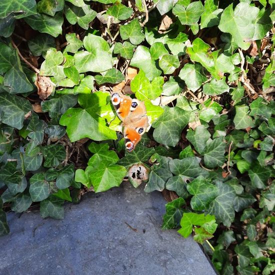 Aglais io: Tier in der Natur in der NatureSpots App