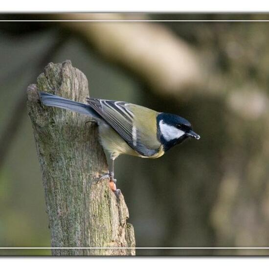 Kohlmeise: Tier im Habitat Hinterhof in der NatureSpots App