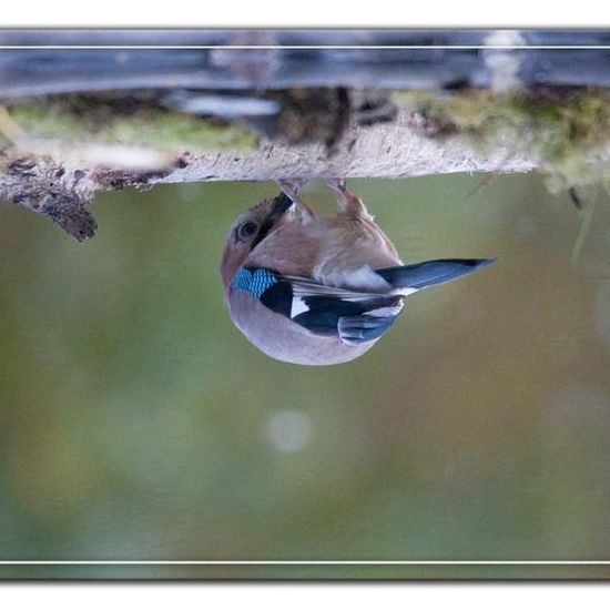 Eichelhäher: Tier im Habitat Hinterhof in der NatureSpots App