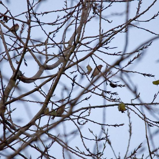 Bergfink: Tier im Habitat Hinterhof in der NatureSpots App