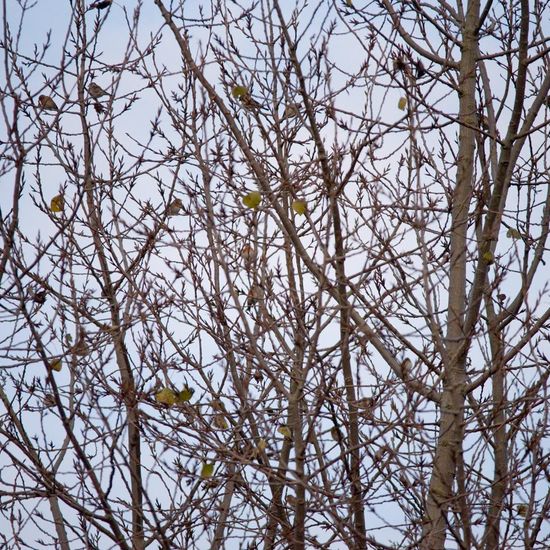 Bergfink: Tier im Habitat Hinterhof in der NatureSpots App